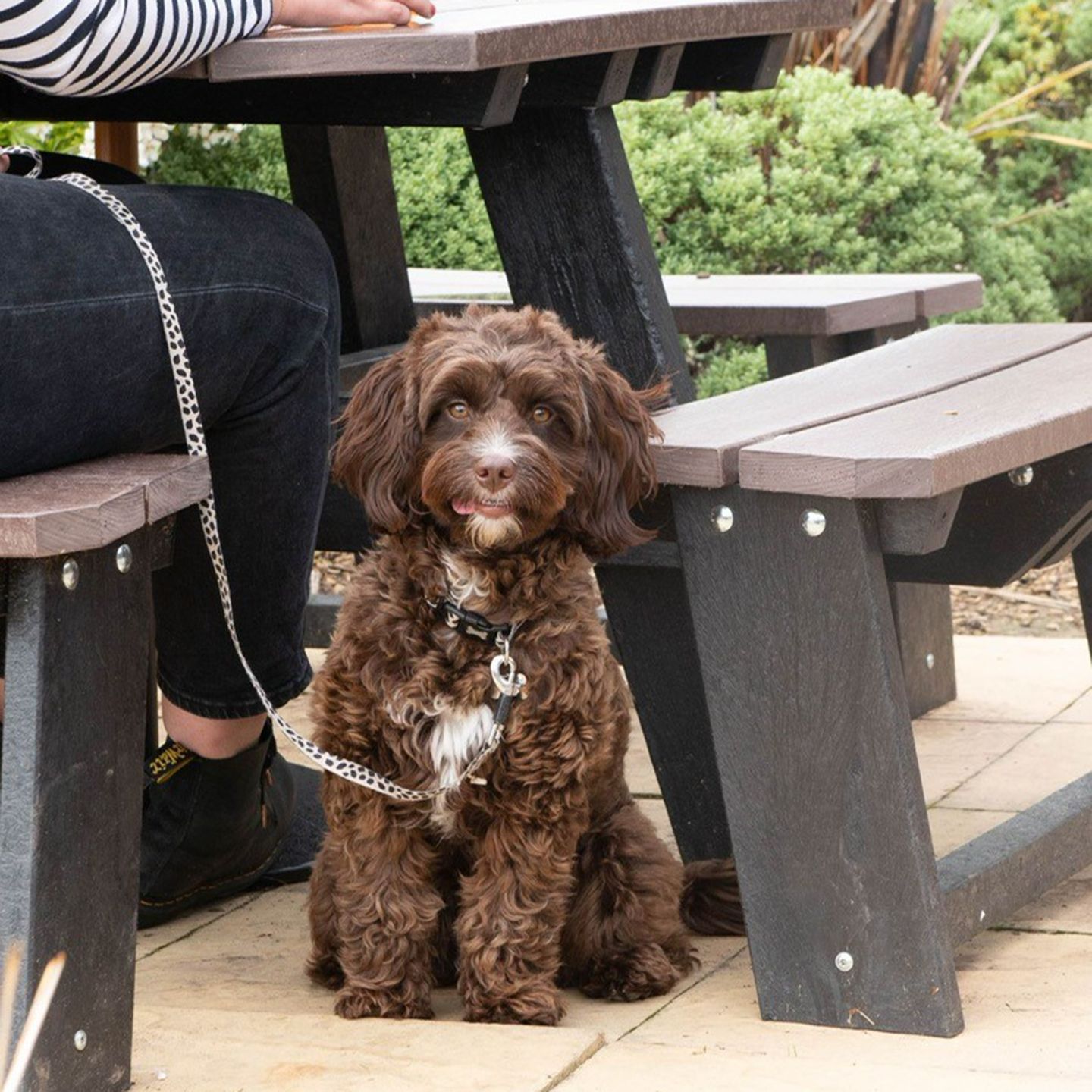 Your local dog friendly pub in Thornton-Cleveleys